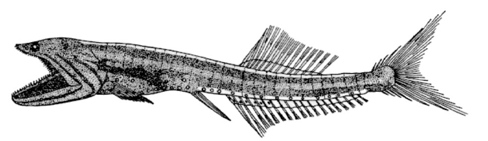 Cyclothone braueri_01.jpg